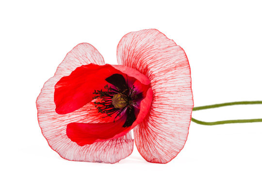 The flower of a poppy with unusual coloring of petalsisolated on white background