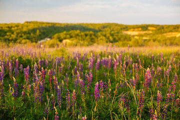 Fototapeta premium Field of wild Lupinus on the hill, commonly known as lupin or lupine