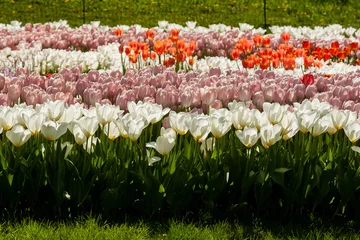 Fotobehang Tulp Lente veld van kleurrijke tulpen