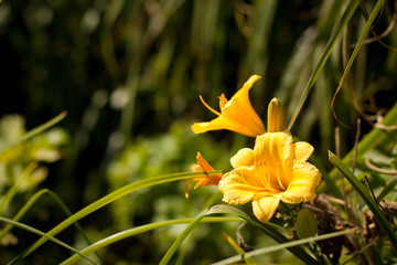 Yellow lily in the garden