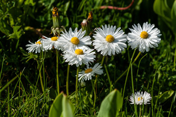 Small daisies on a background of green grass