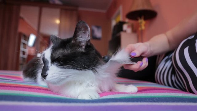Woman combing black and white cat's fur