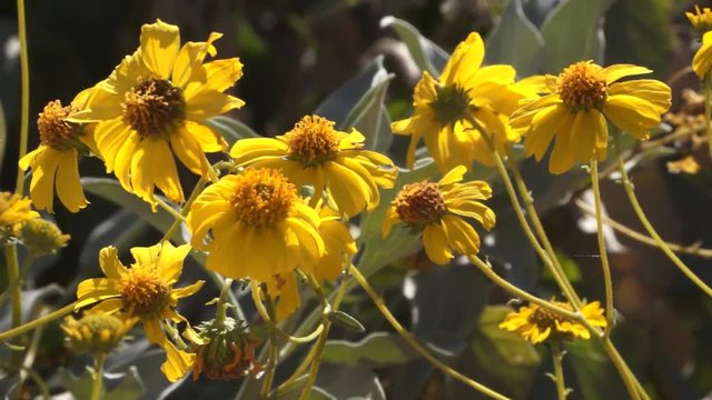 yellow desert flowers in breeze