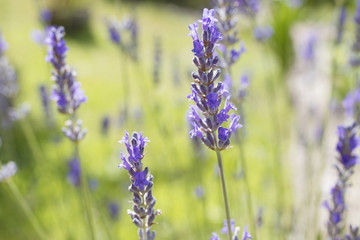 flowering of the plant lavender, flowers and nature