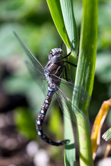 dragonfly in the garden