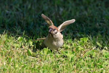 スズメ(幼鳥)のはばたき