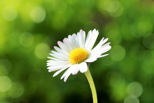 daisy flower chamomile with defocused garden background and copy space  stock, photo, photograph, image, picture,