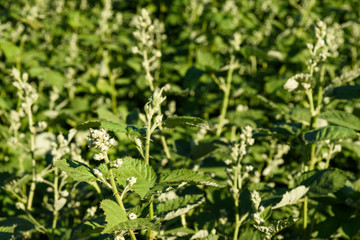Close up of spring growth of blackberries

