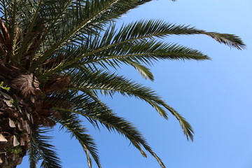 Obraz na płótnie Canvas palmier dans le ciel vu du bas