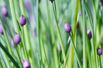 chive blossoms in the garden
