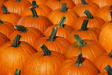pumpkin harvest in autumn season