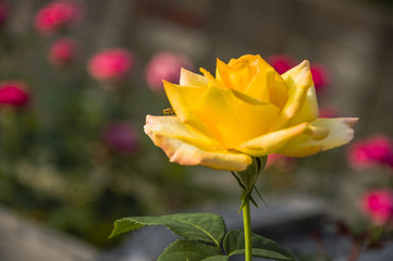 Blossoming rose flower closeup in garden 