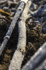 Frozen corn field