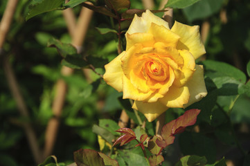 Blossoming rose flower closeup in garden 