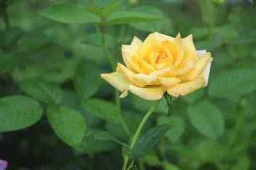 Blossoming rose flower closeup in garden 