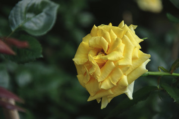 Blossoming rose flower closeup in garden 