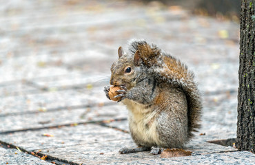 Eastern gray squirrel eats a walnut on Trinity Square in Toronto, Canada
