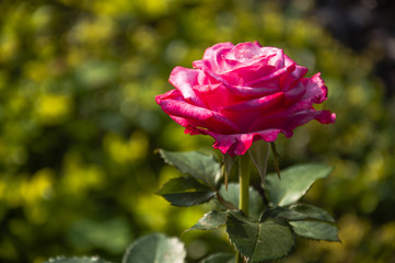 Blossoming rose flower closeup in garden 