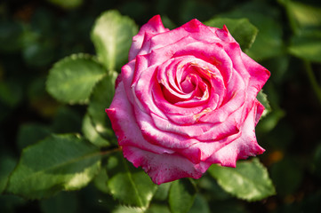Blossoming rose flower closeup in garden 
