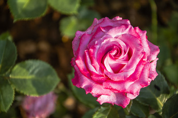 Blossoming rose flower closeup in garden 
