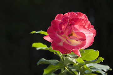 Blossoming rose flower closeup in garden 