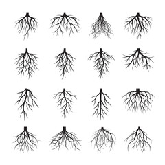 Naklejka premium Set of Black Roots. Vector Illustration.