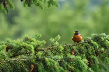 Naklejka premium American robin sitting on an evergreen branch in the spring 