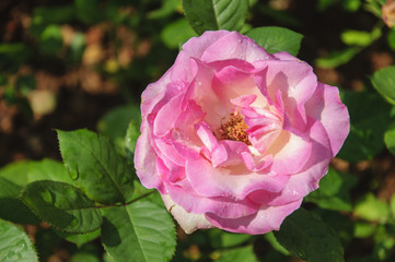 Blossoming rose flower closeup in garden 