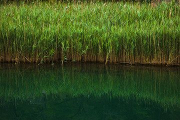 Reed and Sedge on a Lake