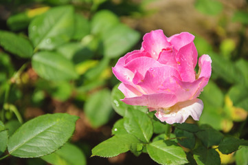 Blossoming rose flower closeup in garden 