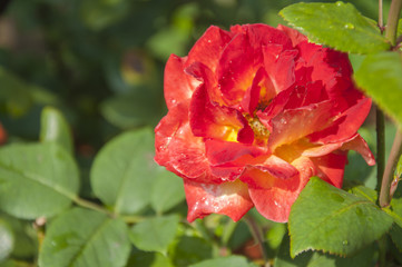 Blossoming rose flower closeup in garden 