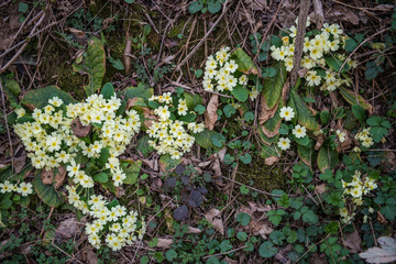 Wildflowers in nature good as background