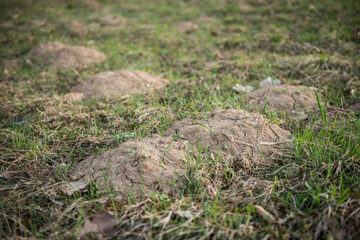 Anthills in nature