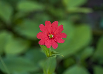 マツモトセンノウ