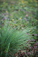 Fresh green grass closeup