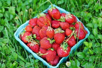 Freshly picked strawberries in blue pint containers