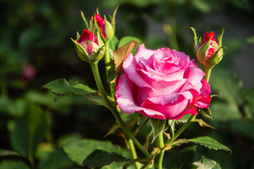 Blossoming rose flower closeup in garden 