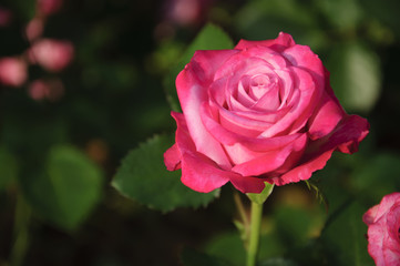 Blossoming rose flower closeup in garden 