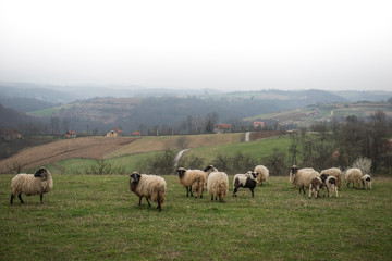 Sheep grazing in meadow