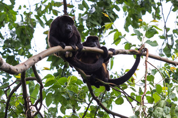 Howler Monkeys in Costa Rica