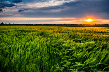 Wheat field on sunset background