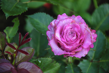 Blossoming rose flower closeup in garden 