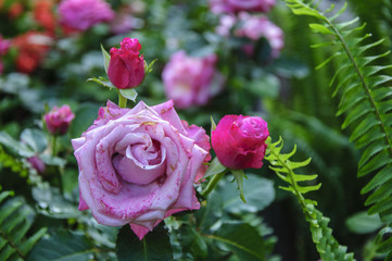 Blossoming rose flower closeup in garden 