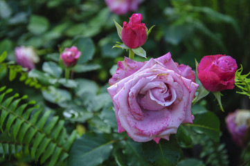Blossoming rose flower closeup in garden 