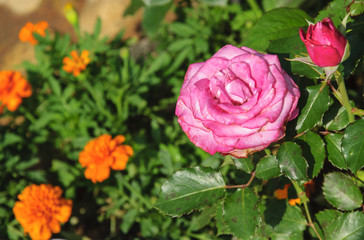 Blossoming rose flower closeup in garden 