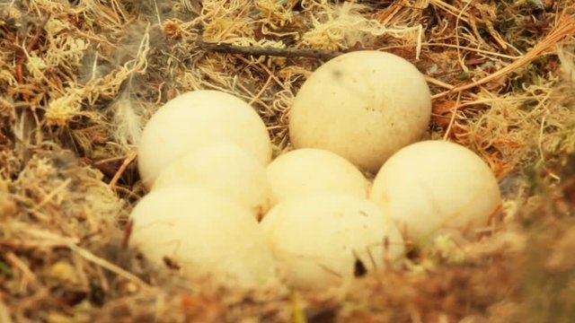 nest of marsh owl in raised bog on bed of moss, among rosemary, fly grandfather-long-legs
