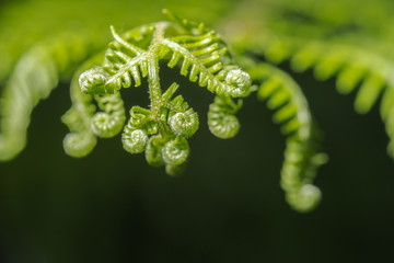 Junger Farn, der nur zum Teil ausgerollt ist