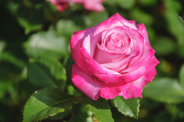 Blossoming rose flower closeup in garden 