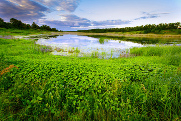 A saturated meadow with herbs and greens and reflections of clouds in a quiet pond against the backdrop of a multicolored pre-dawn sky