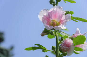 Obraz premium Althaea rosa flowers closeup in garden 